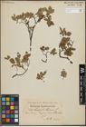 Foto von Salix hastata L. x Salix herbacea L.